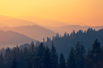 俄罗斯怎么可能有桉树