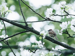 中国各个朝代顺序表