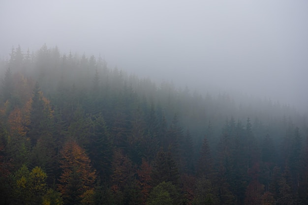 俄罗斯怎么可能有桉树